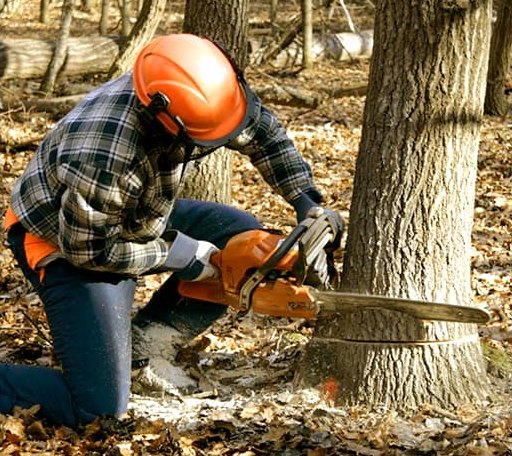Tree Removal in Camp Lejeune, NC